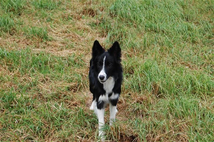 Border collie Jessy billede 2