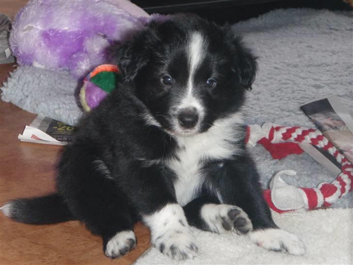 Border collie Jessy billede 3