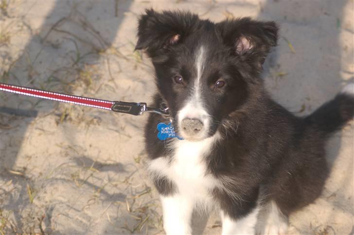 Border collie Jessy billede 4
