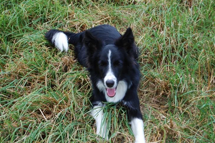 Border collie Jessy billede 5