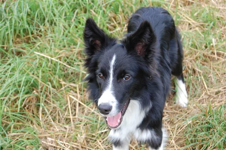 Border collie Jessy billede 6