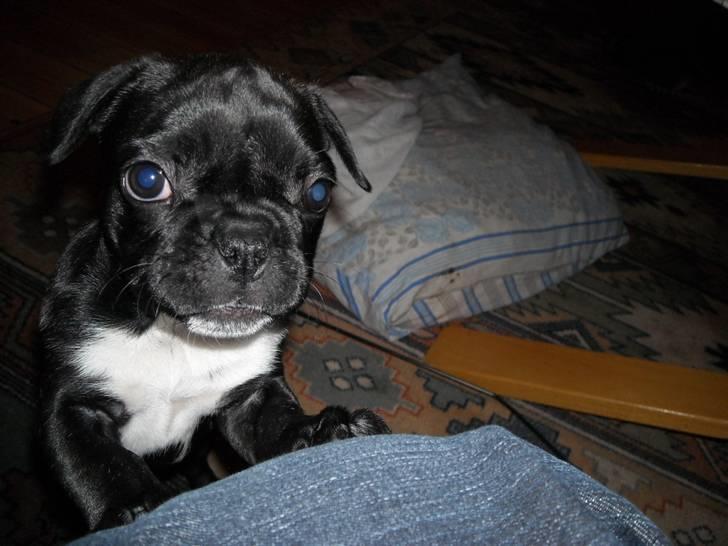 Fransk bulldog Mille - Mille nov-09. Hun elsker at blive fotograferet billede 1