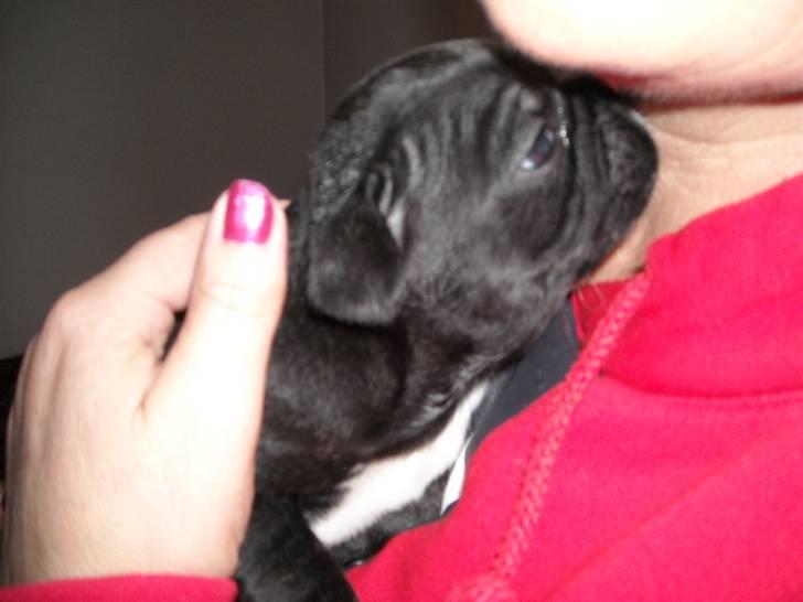 Fransk bulldog Mille - Mille 5 uger. Idag (27/9-09)er vi på besøg hos Mille for at se hvor stor hun er blevet. billede 2