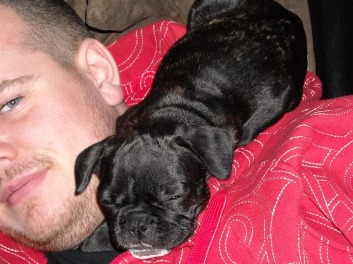 Fransk bulldog Mille - Mille elsker at putte. (4/11-09) billede 3