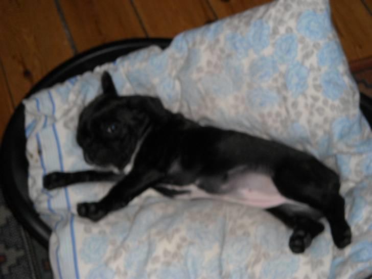 Fransk bulldog Mille - Man bliver også lidt træt når man har leget vildt. (8/11-09) billede 4