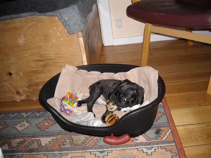Fransk bulldog Mille - Her er min kurv, med alle mine legesager...... (16/11-09) billede 5