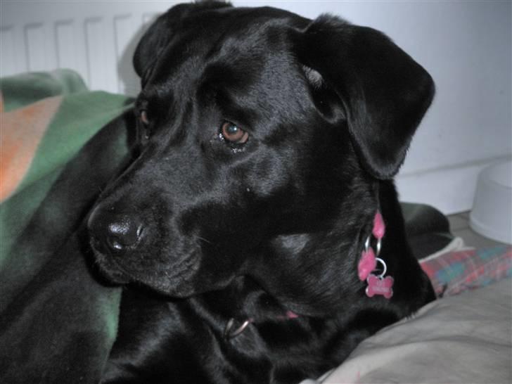 Labrador retriever Kiki *Dragen* - Natte klar? billede 4