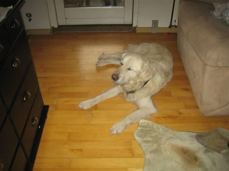 Blanding af racer Daisy billede 6