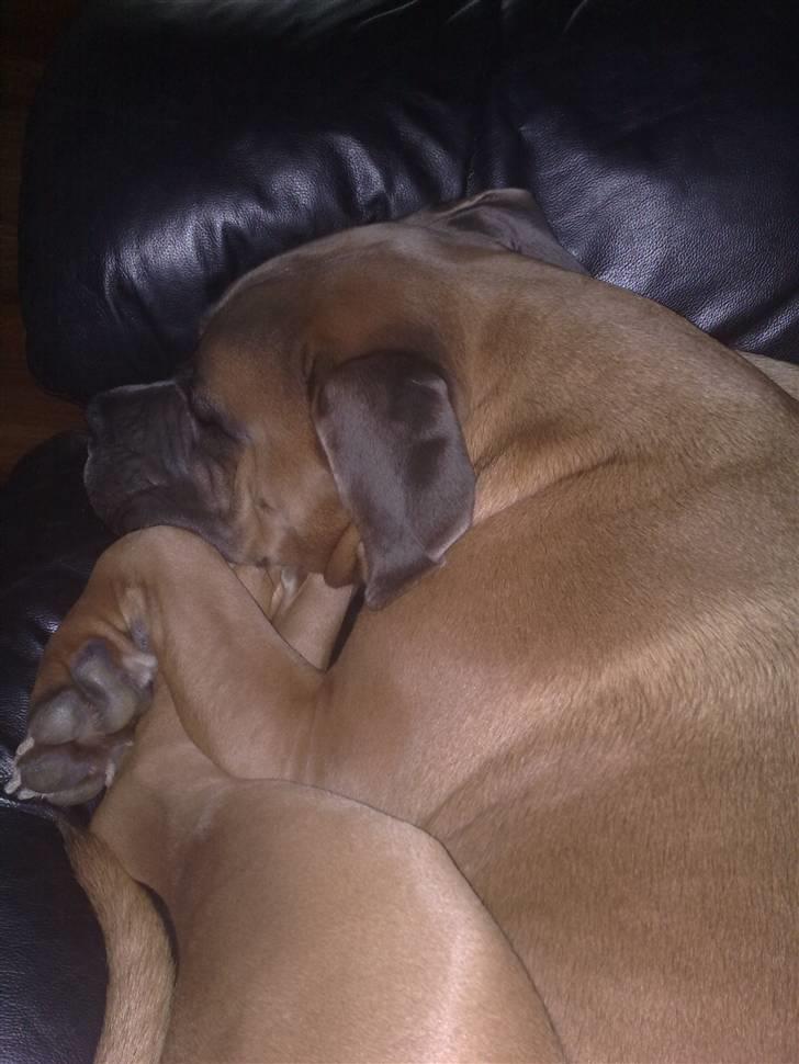 Boerboel Dusty billede 2