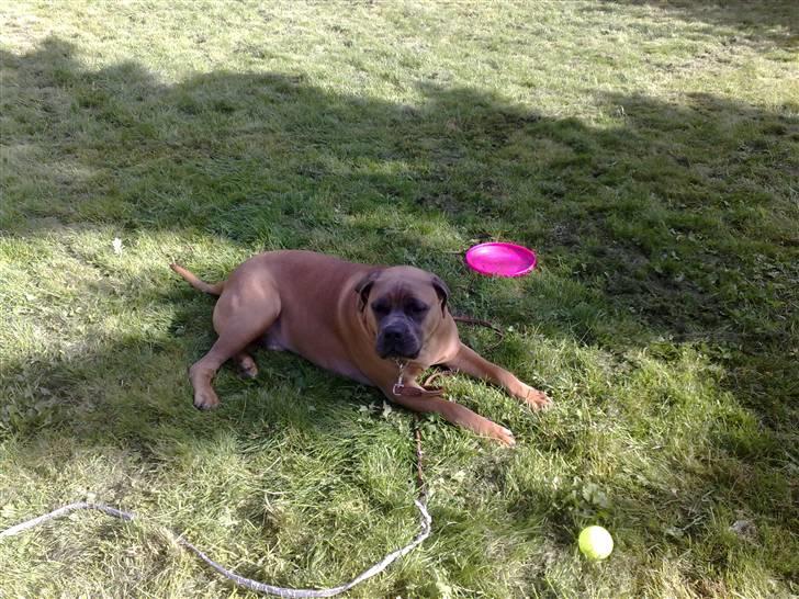 Boerboel Dusty billede 5