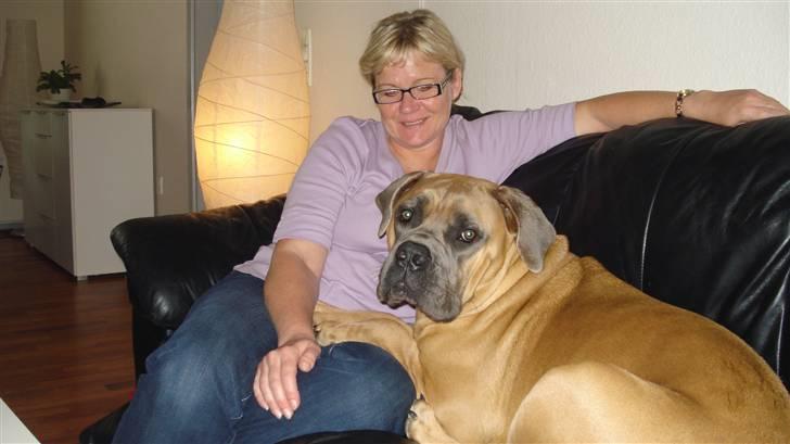 Boerboel Dusty billede 7