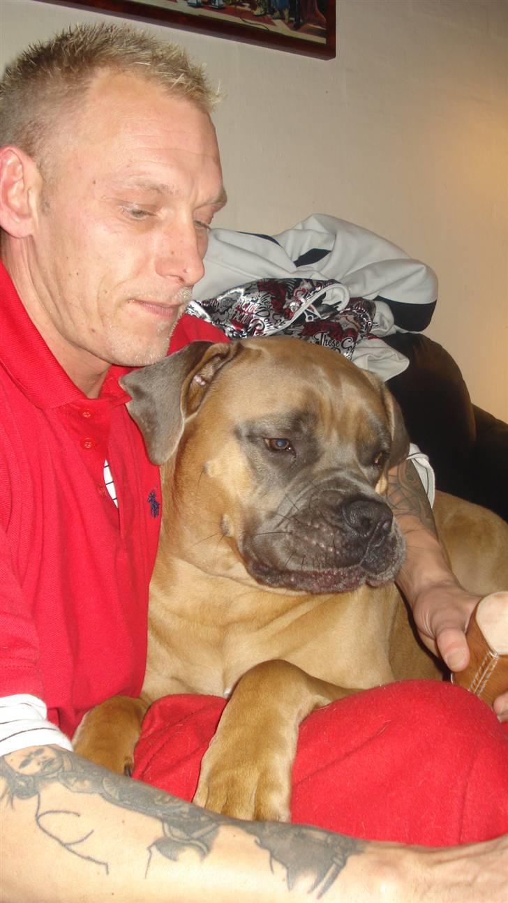 Boerboel Dusty billede 12