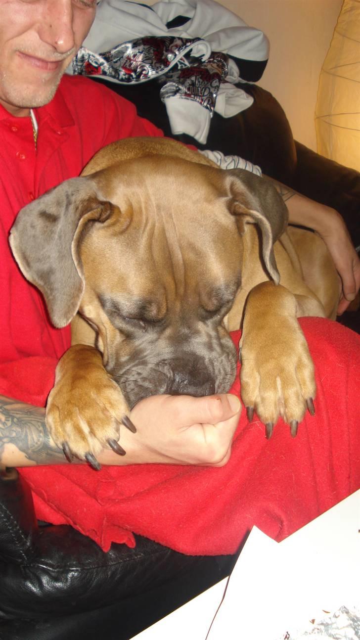 Boerboel Dusty billede 13