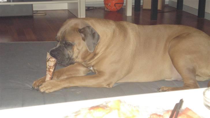 Boerboel Dusty billede 14