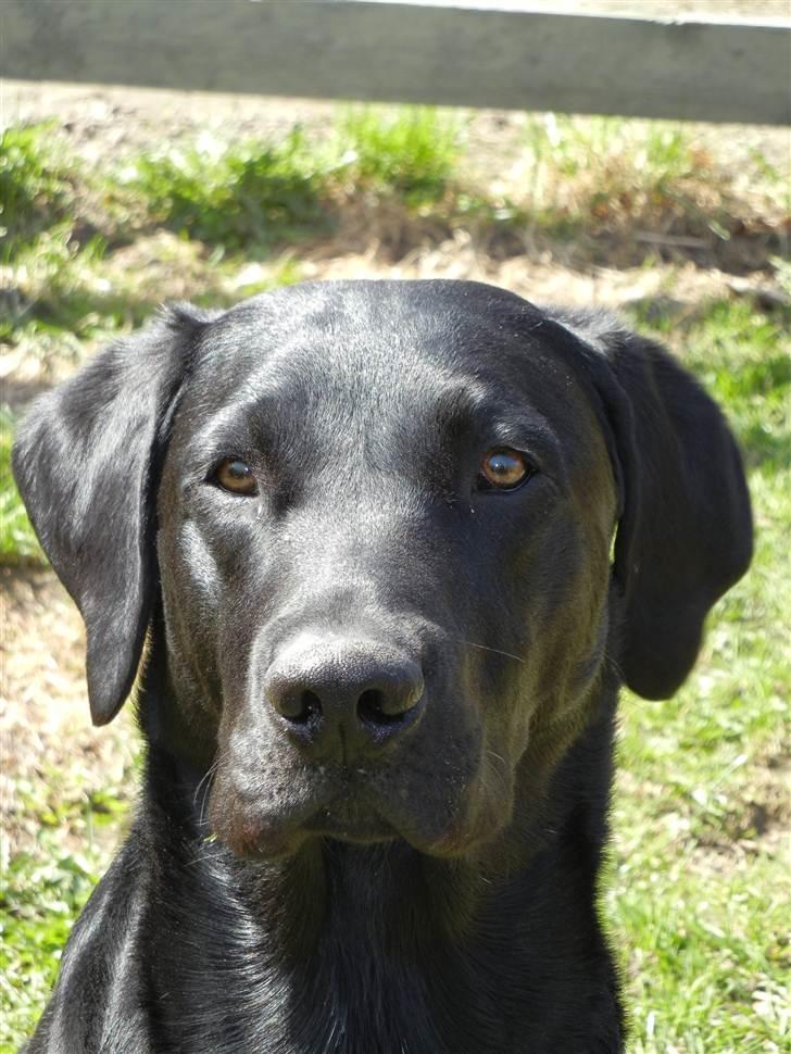 Labrador retriever Samson R.I.P - Velkommen til min Profil :) billede 1