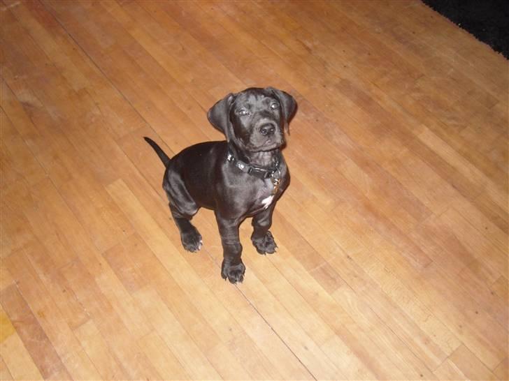 Grand danois Liva - Liva 9 uger billede 1