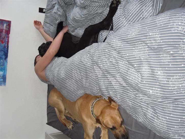 Grand danois Liva - Ups. Der nogen der er kommet til at gå ind og putte med deres far :) billede 2