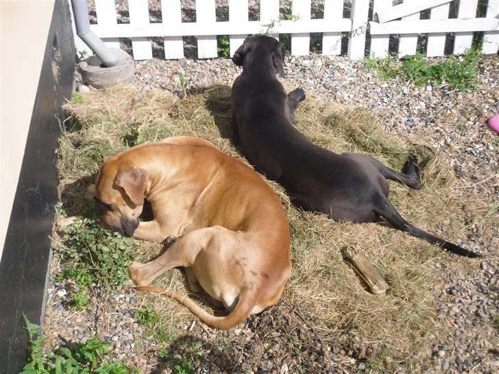 Grand danois Liva - Vi har lige fundet lidt græs at putte i... billede 3