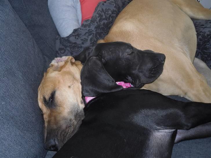 Grand danois Liva - Vi putter bare så godt... billede 4