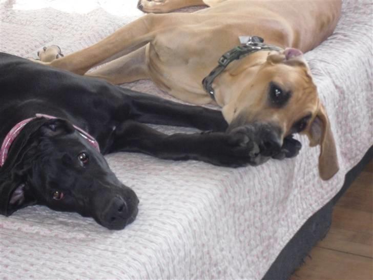 Grand danois Liva - Canto skal altså tie stille :) billede 5