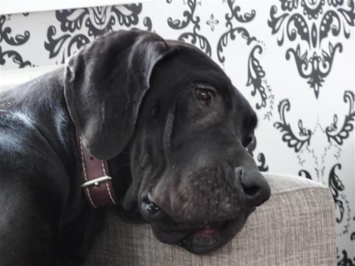 Grand danois Liva - Sådan en træt lille GD :) billede 6