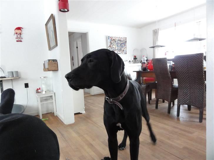 Grand danois Liva - Er blevet meget stor... billede 7