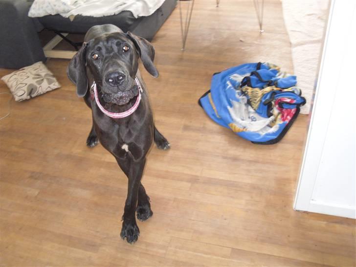 Grand danois Liva - Ved ikke hvad den "pose" hedder ;) Liva 9 måneder billede 8