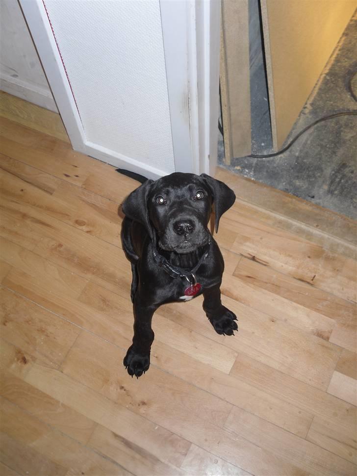 Grand danois Liva - Liva 11 uger billede 9