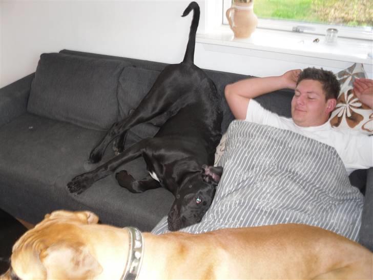 Grand danois Liva - Liva laver sin rullemanøvre i sofaen hvilket hun gør tit... billede 10