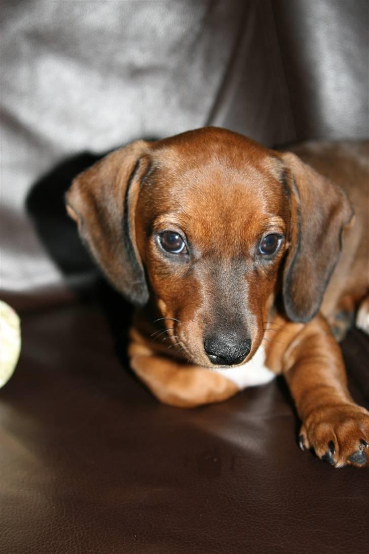 Gravhund Pippi billede 1