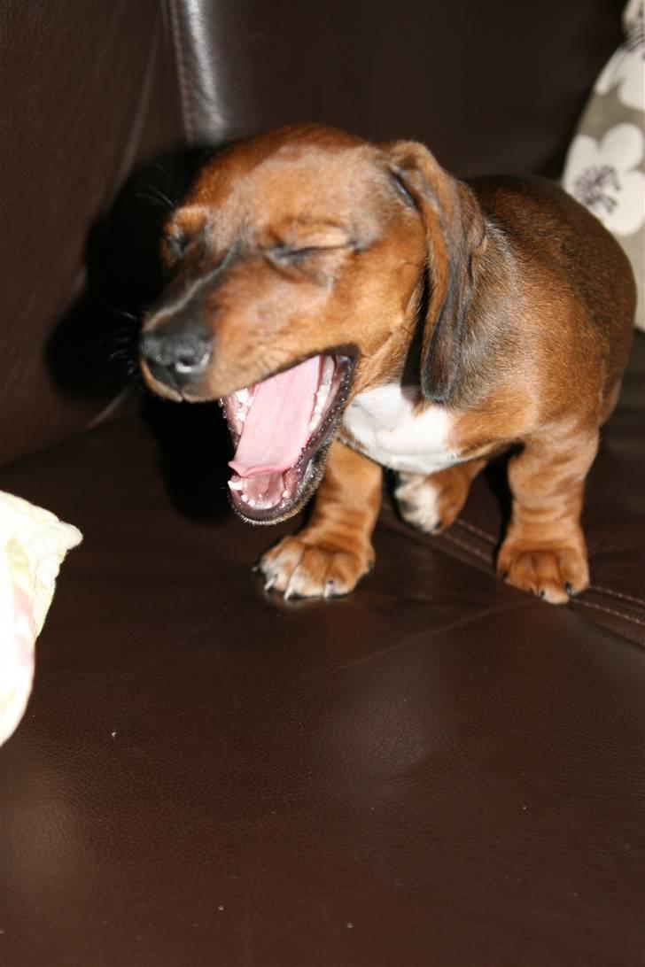 Gravhund Pippi billede 2