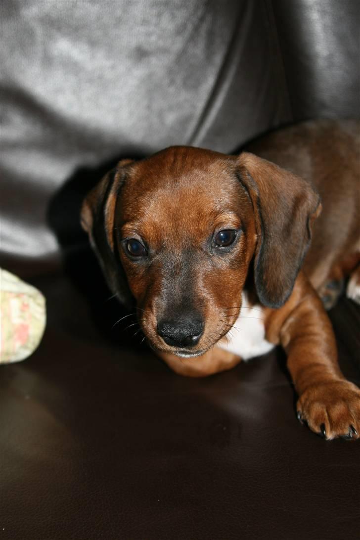 Gravhund Pippi billede 3