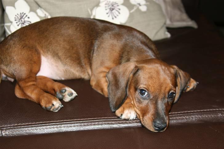 Gravhund Pippi billede 4