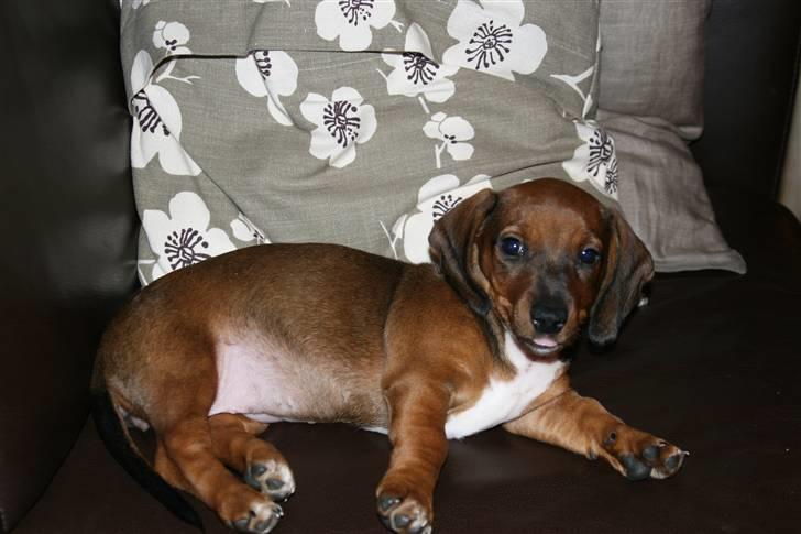 Gravhund Pippi billede 5