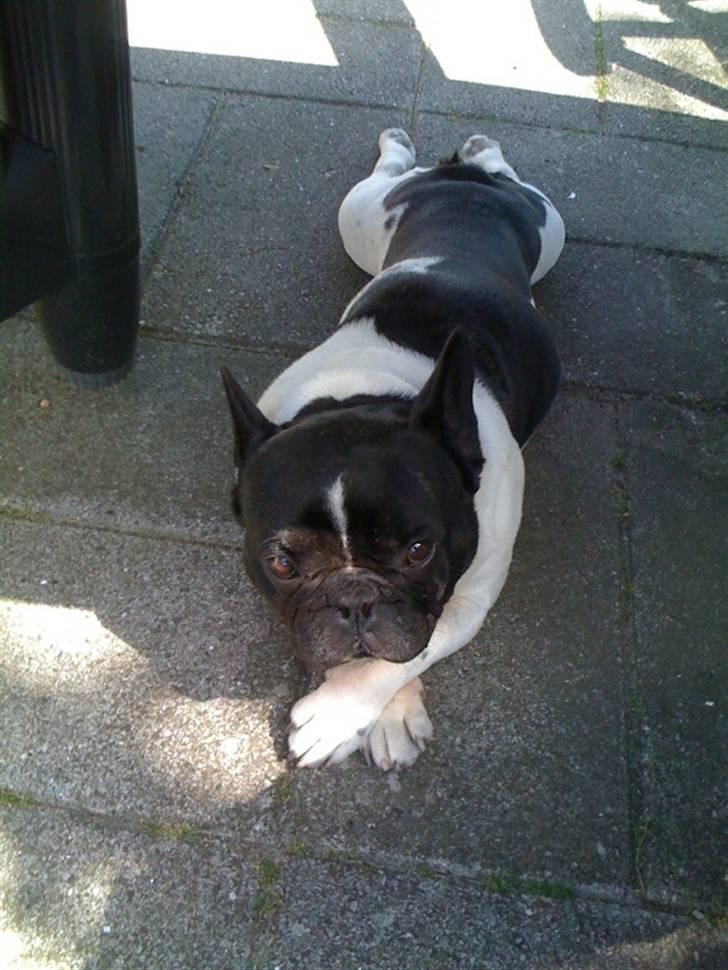 Fransk bulldog Tyson billede 1