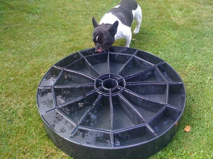 Fransk bulldog Tyson billede 2