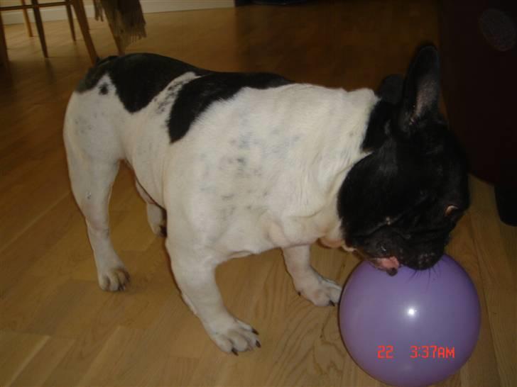 Fransk bulldog Tyson billede 3