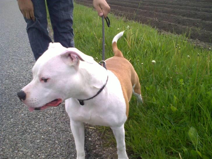 Staffordshire bull terrier Tessa billede 6