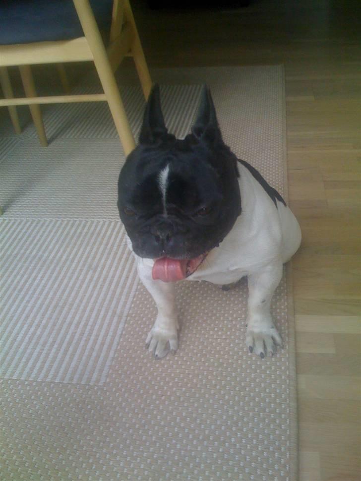 Fransk bulldog Tyson billede 4