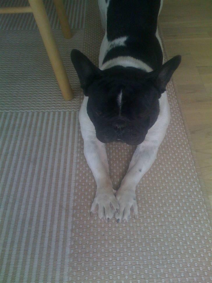 Fransk bulldog Tyson billede 5