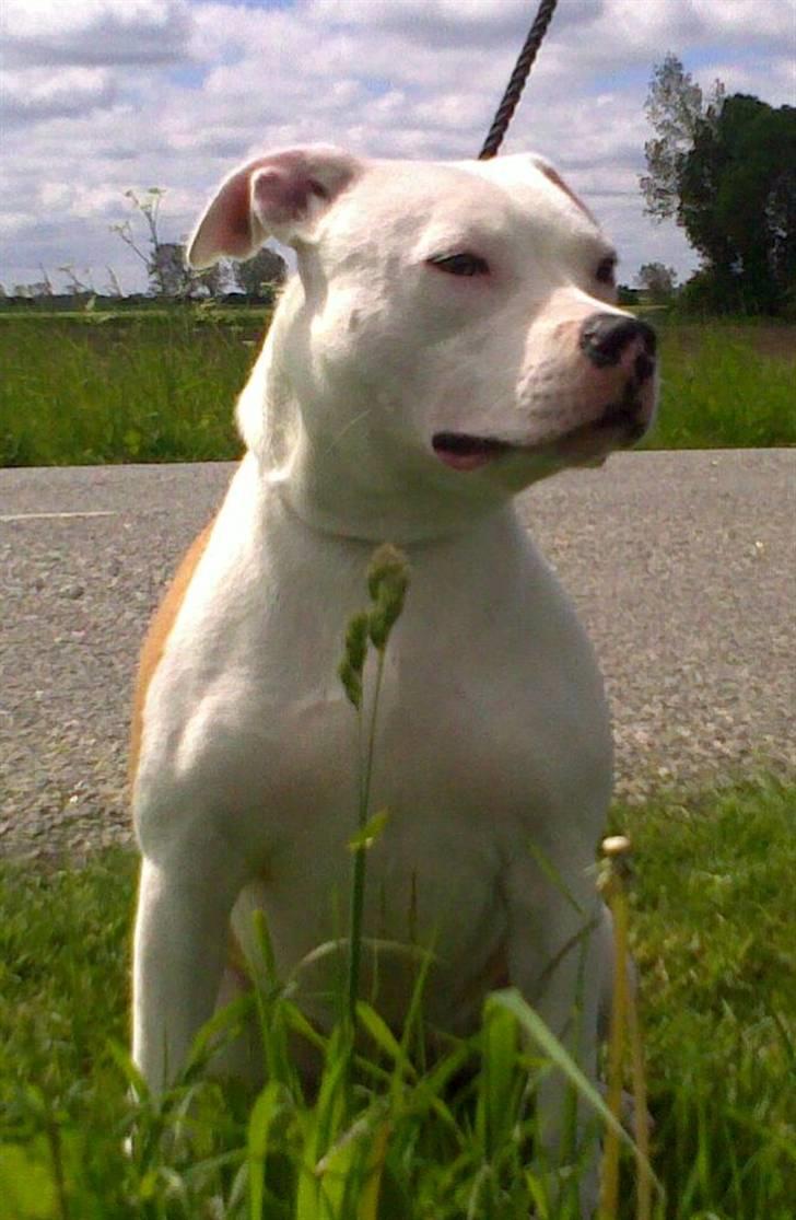 Staffordshire bull terrier Tessa billede 7