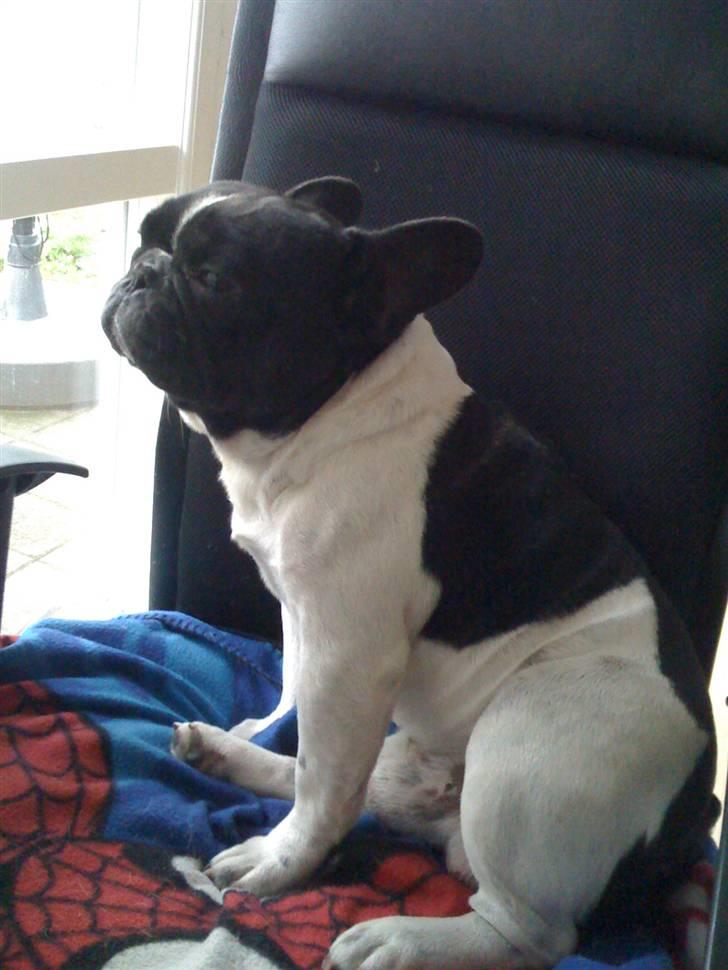 Fransk bulldog Tyson billede 6