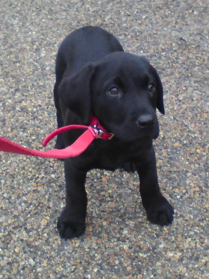 Labrador retriever Samson R.I.P billede 2