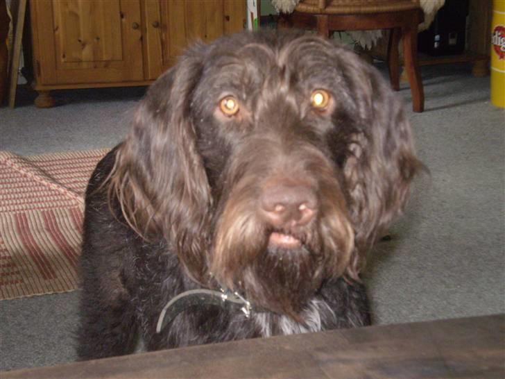 Ruhåret hønsehund Tristan billede 1