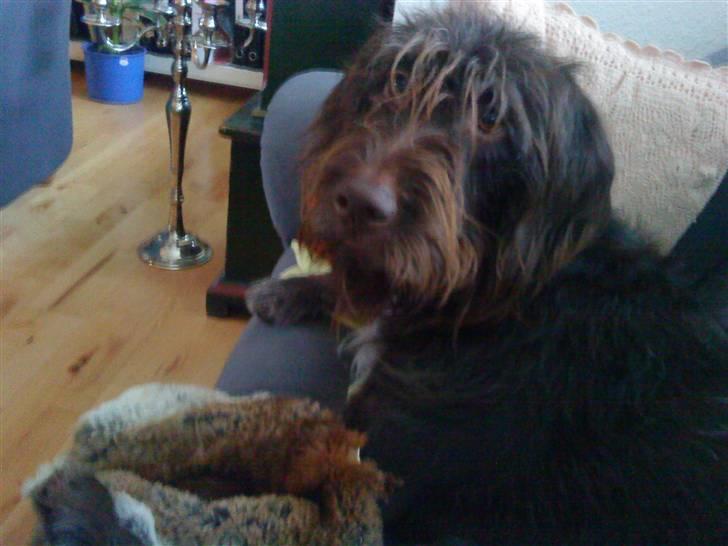 Ruhåret hønsehund Tristan billede 2