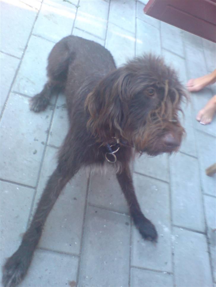 Ruhåret hønsehund Tristan billede 3