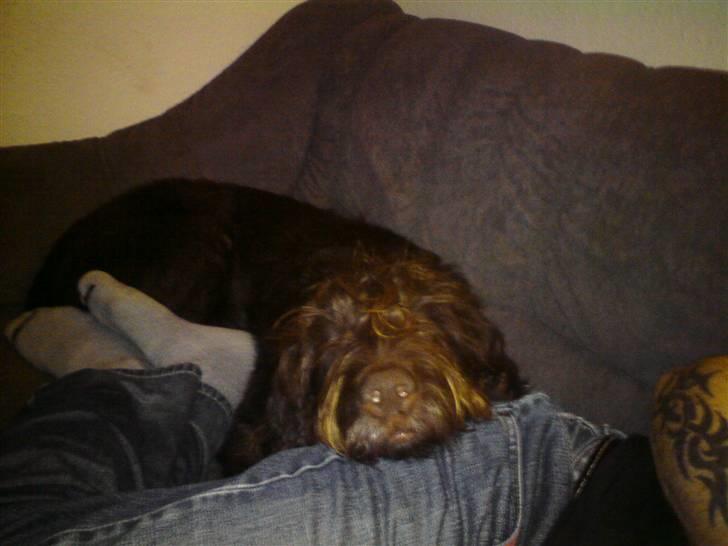 Ruhåret hønsehund Tristan billede 4