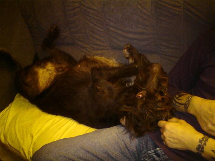 Ruhåret hønsehund Tristan - Putter ved min far .. Uh det så hyggeligt ..  billede 5