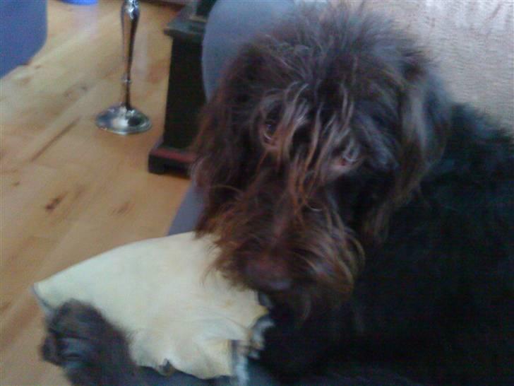 Ruhåret hønsehund Tristan - Ser jeg ikke bare sød ud når jeg laver mine Hundeøjne ..  billede 6