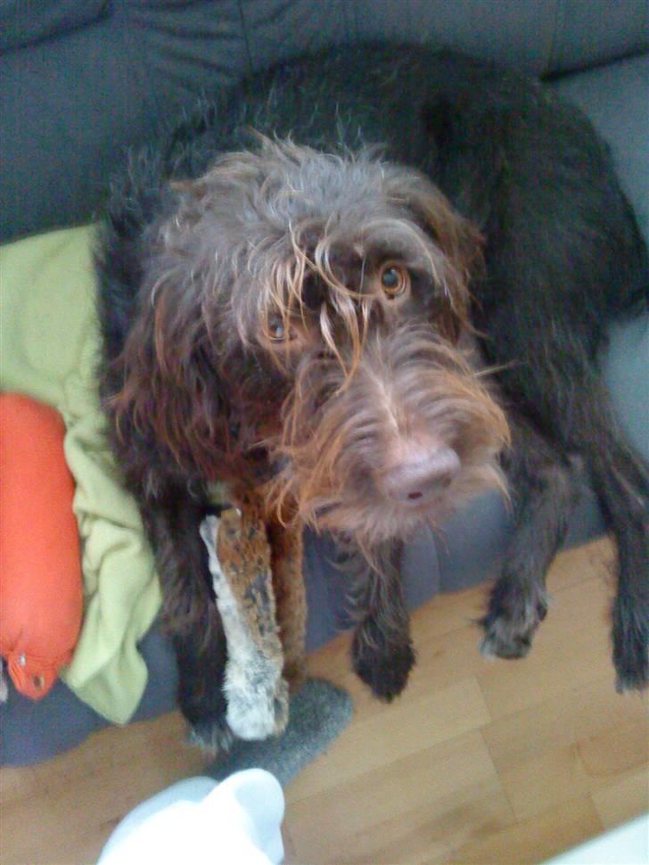 Ruhåret hønsehund Tristan billede 7